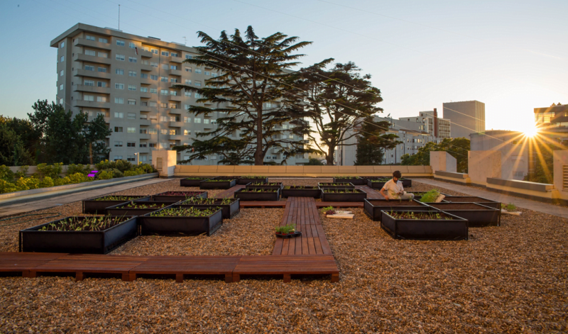 Crowne Plaza Porto aposta na produção local com horta urbana