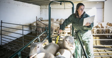 Pequenos Ruminantes veterinária Ana Simões Vida Rural