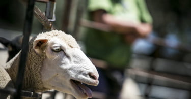 Pequenos Ruminantes veterinária Ana Simões Vida Rural