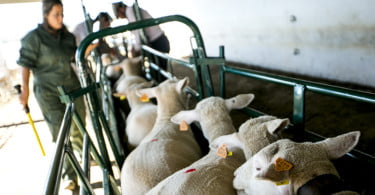 Pequenos Ruminantes veterinária Ana Simões Vida Rural