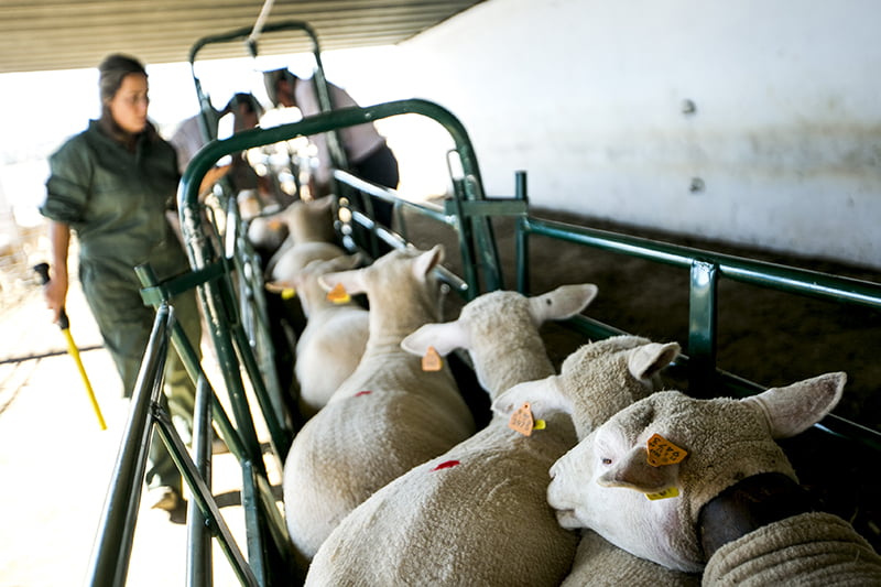 Pequenos Ruminantes veterinária Ana Simões Vida Rural