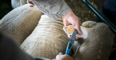 Pequenos Ruminantes veterinária Ana Simões Vida Rural