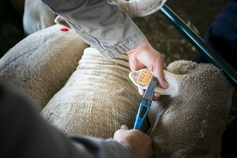 Pequenos Ruminantes veterinária Ana Simões Vida Rural