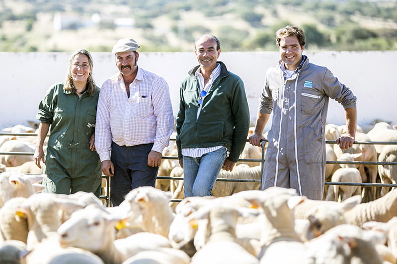 Pequenos Ruminantes veterinária Ana Simões Vida Rural