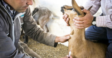 Pequenos Ruminantes veterinária Ana Simões Vida Rural