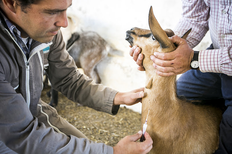 Pequenos Ruminantes veterinária Ana Simões Vida Rural