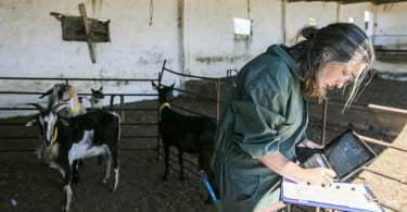 Pequenos Ruminantes veterinária Ana Simões Vida Rural