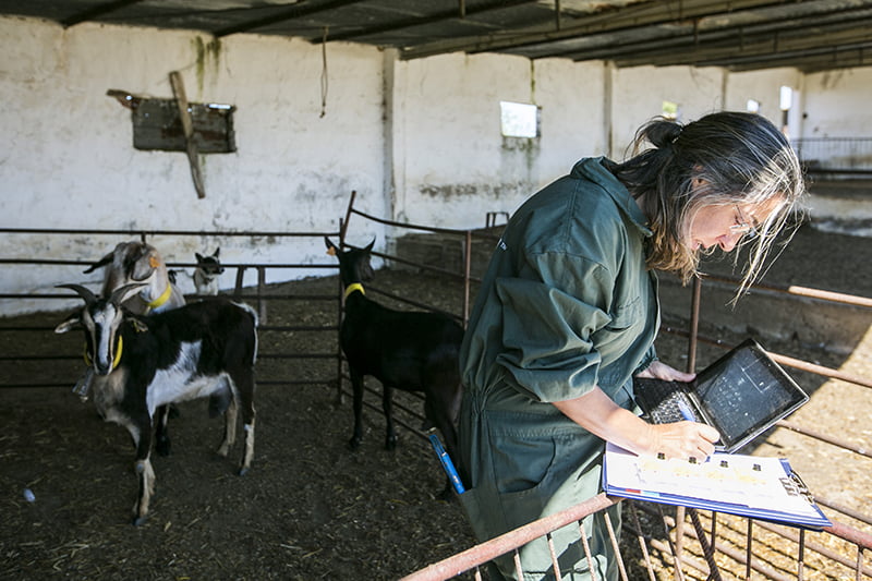 Pequenos Ruminantes veterinária Ana Simões Vida Rural