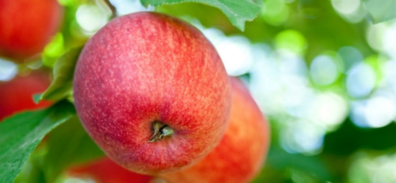 Produtores nacionais já podem exportar pera e maçã para a Indonésia