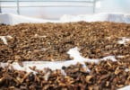Startup usa insetos para transformar resíduos vegetais em fontes de alimentação animal
