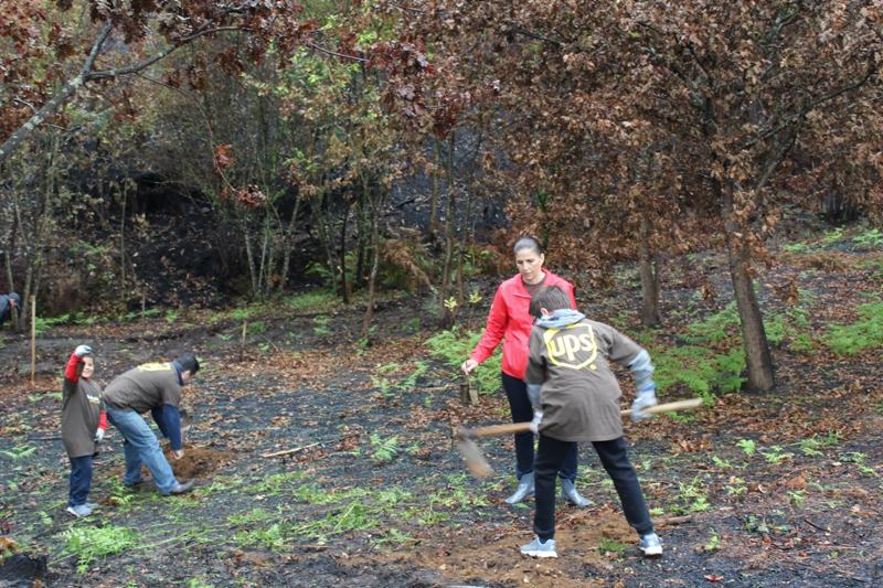Voluntários gerem área florestal ardida em 2015