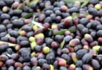 Produção mundial de azeitona de mesa deverá atingir recorde