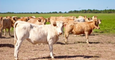 UE e EUA chegam a acordo para importações de carne de bovinos sem hormonas