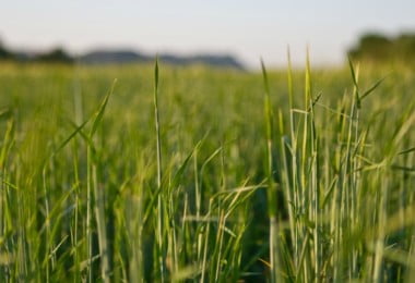 AEl Niño extremo pode provocar novo choque nos preços dos alimentos até 2028