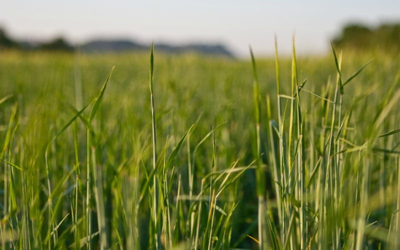 AEl Niño extremo pode provocar novo choque nos preços dos alimentos até 2028