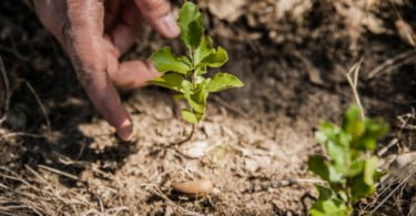 Voluntários da Corticeira Amorim vão plantar 2500 sobreiros