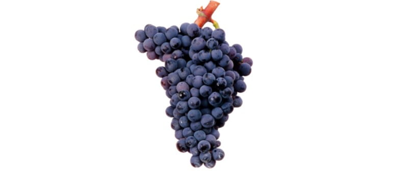 Castas de Portugal: conheça a casta Moreto