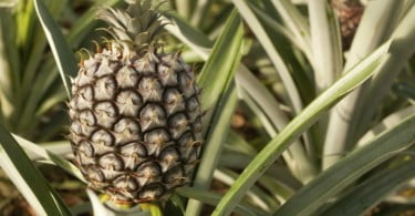 Ananás dos Açores vai chegar às lojas em novos formatos em 2018