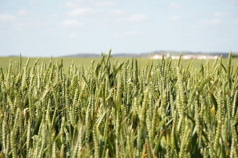 PDR 2020: abertas candidaturas ao investimento nas explorações agrícolas no setor da cerealicultura