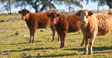 Universidade de Coimbra elimina carne de vaca das suas cantinas