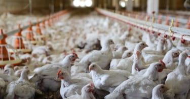 Comissão Europeia aprova 32 M€ em apoios para produtores afetados pela gripe aviária
