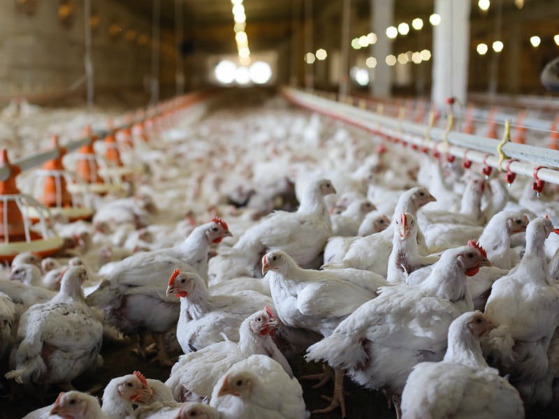 Comissão Europeia aprova 32 M€ em apoios para produtores afetados pela gripe aviária