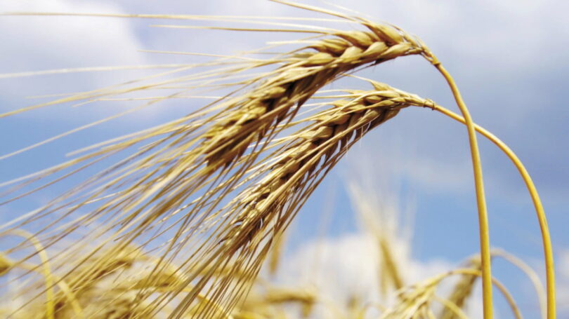 Governo aprova estratégia para a promoção da produção de cereais