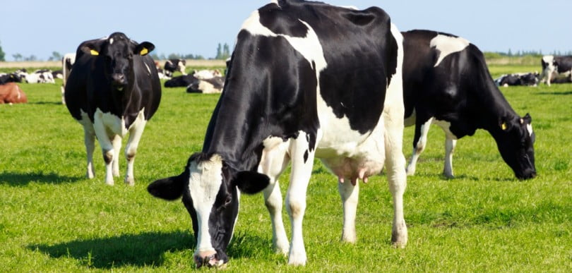 Fim das quotas leiteiras ‘empurra’ produtores açorianos para a falência