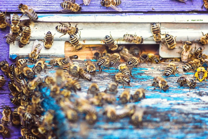Parlamento Europeu pede medidas para proteger as abelhas