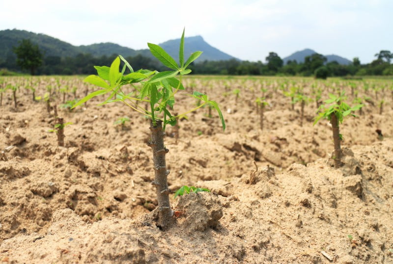 ‘Escola na Machamba’ já preparou mais de 60 mil agricultores moçambicanos para as alterações climáticas