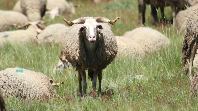 Governo diz que produtores de ovelhas recebem de 34 euros por animal para apoiar a produção e o melhoramento da raça