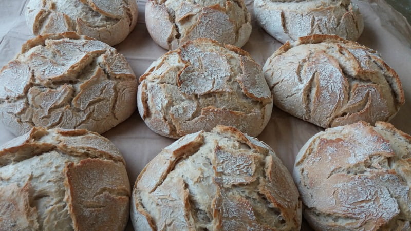 Continente assina contrato de fornecimento de trigo com seis operadores nacionais