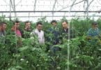 Semillas Fitó realiza dia de campo dedicado ao tomate