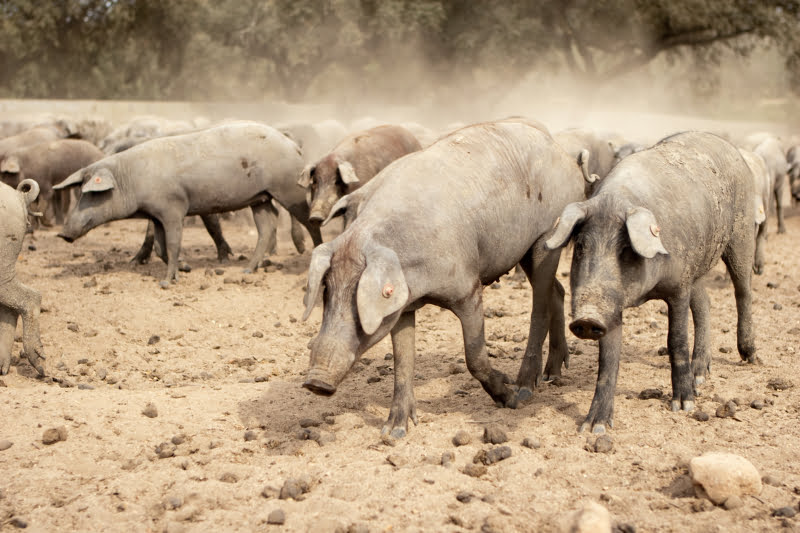 UE anuncia novas zonas de risco elevado de Peste Suína Africana