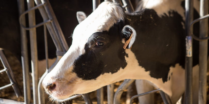 A maior exploração de vacas com robots de ordenha do Sul da Europa