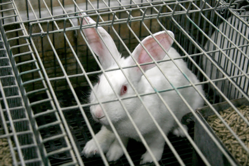 ASPOC debate 'Cunicultura de Precisão'