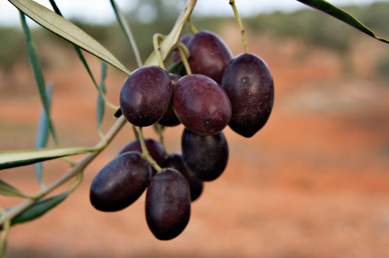 Variedades de oliveira: Cobrançosa