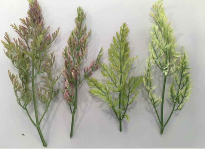 declínio amarelo das apiáceas Vida Rural