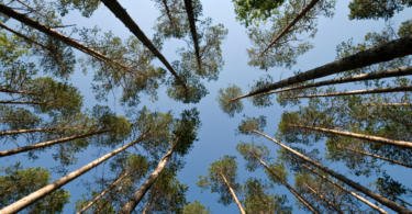 Governo disponibiliza mais 20 M€ em apoios para defesa da floresta