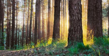 Programas Regionais de Ordenamento Florestal entram em vigor