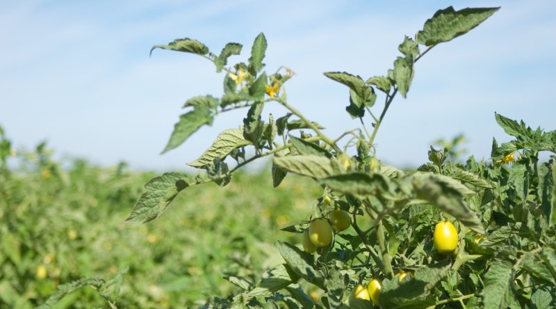Produção de tomate de indústria cai na UE impulsionada pelo mercado ibérico