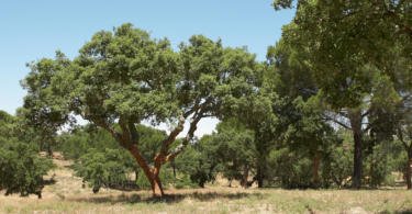 Os CTT e a associação ambientalista Quercus uniram-se para pedir aos portugueses que, ao longo dos próximos meses, ajudem a reflorestar a floresta portuguesa.