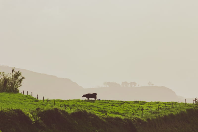 Governo açoriano quer atrair jovens para a agricultura