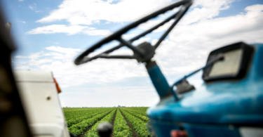 tomate de indústria vida Rural