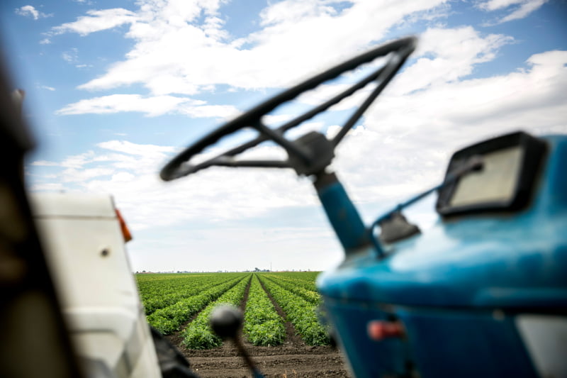 tomate de indústria vida Rural