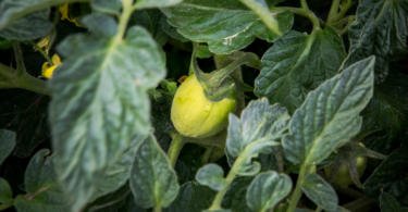 tomate de indústria vida rural