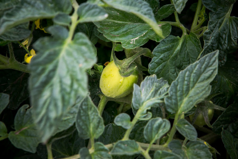 tomate de indústria vida rural