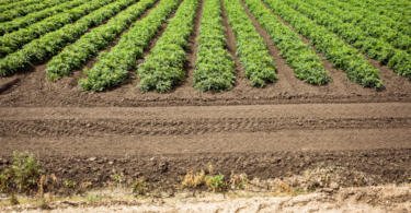 tomate de indústria vida rural