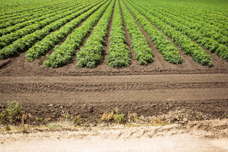 tomate de indústria vida rural