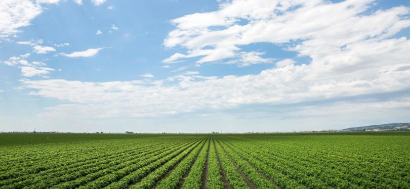 Como adaptar o tomate de indústria à instabilidade climática